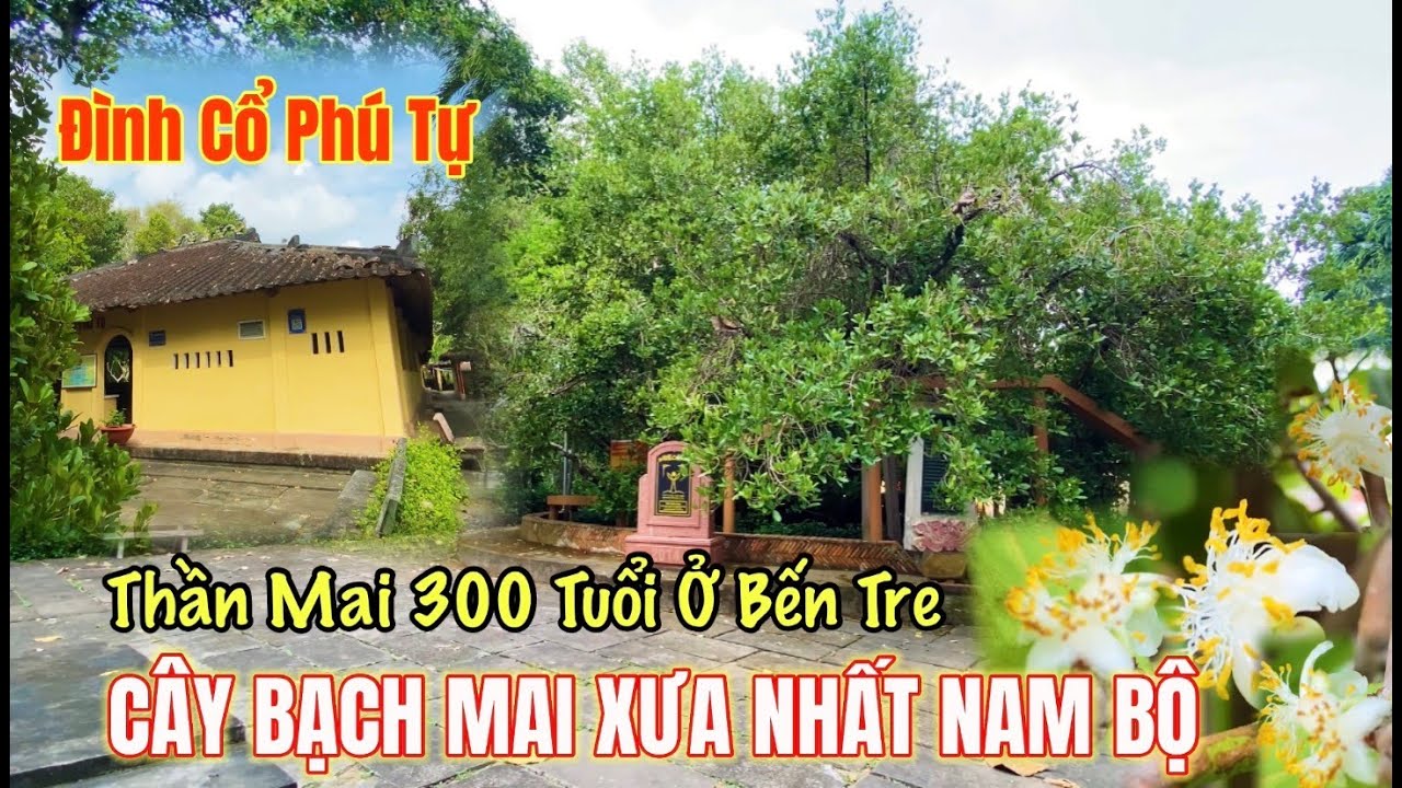 Cây Bạch Mai 300 tuổi xưa nhất nam bộ đươc mệnh danh là thần Mai ở Bến Tre.