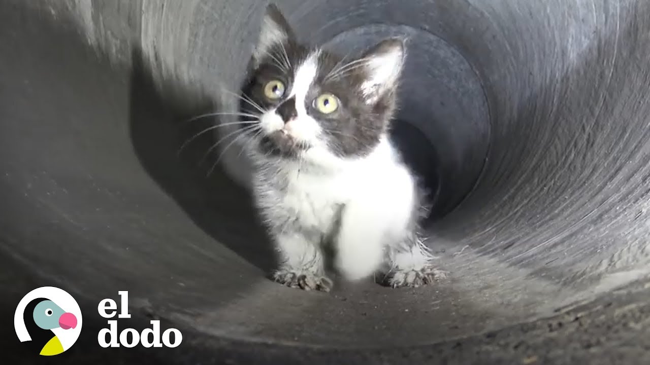 El gatito m&aacute;s adorable queda atrapado en una alcantarilla | El Dodo