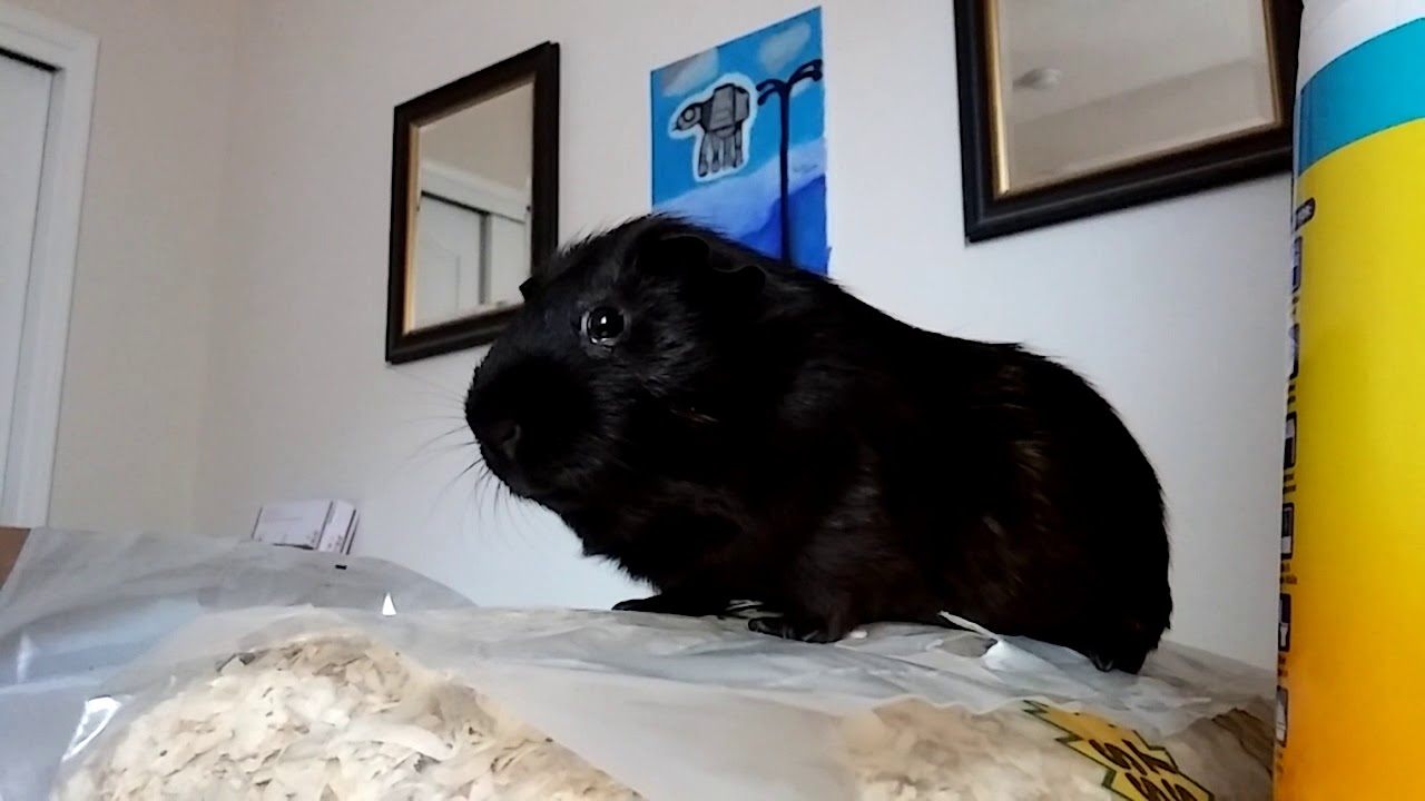 Black guinea pig