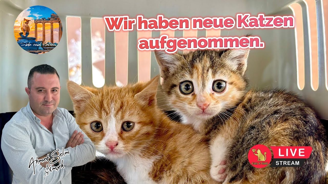 Wir haben neue Katzen aufgenommen.