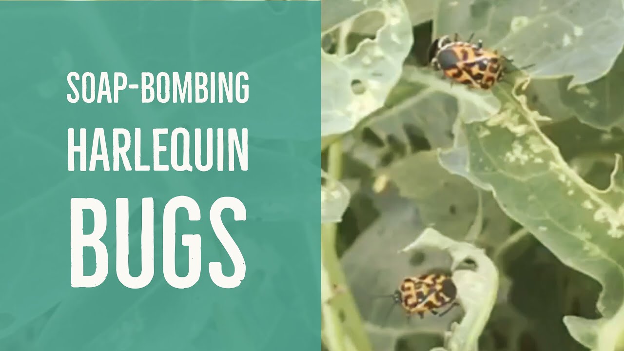 Taking Out an ENTIRE Harlequin Bug Population with Soap Bombing