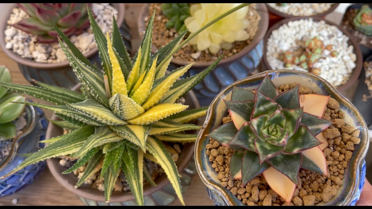 #524 Take care & Propagate Echeveria Monocerotis | Haworthia | 다육식물 | 多肉植物 | Suculentas