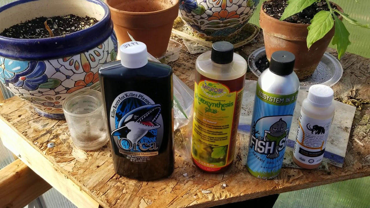 Ganja Milk Results - Scientific Method explaination  ( growing weed with milk)
