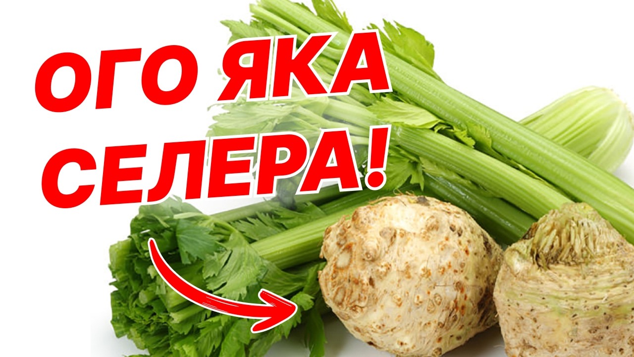 Посів селери та цибулі на розсаду 