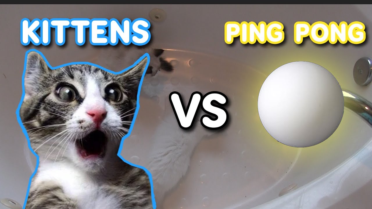 Kittens vs Ping Pong balls /  Round and Round Ragdoll kittens playing! / Animal Cuteness Overload