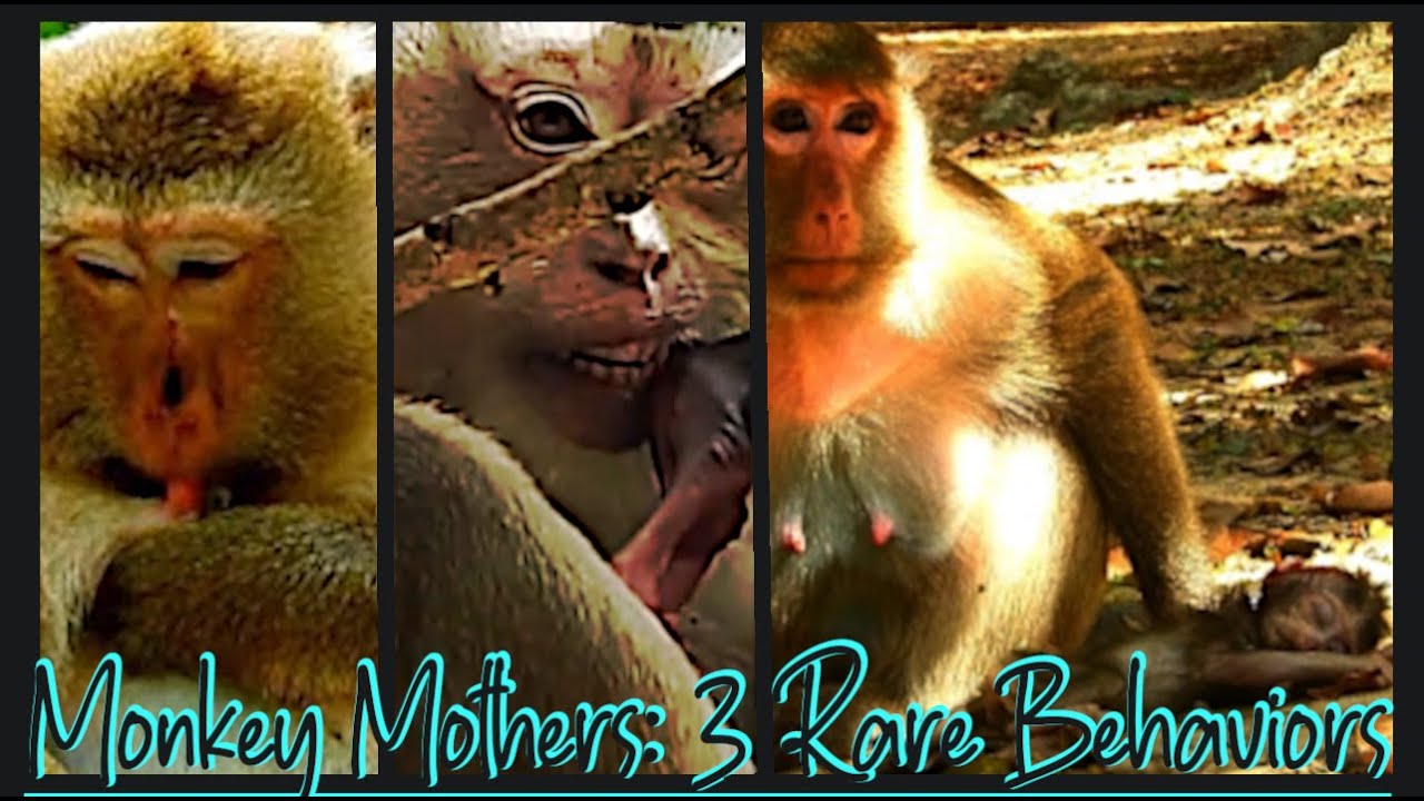 Monkey Mothers: 3 Rare Behaviors