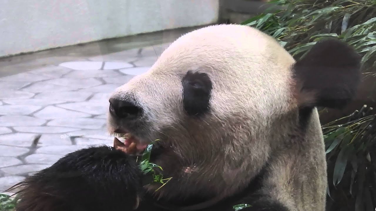 Giant Panda Eimei 永明 eating Bamboo