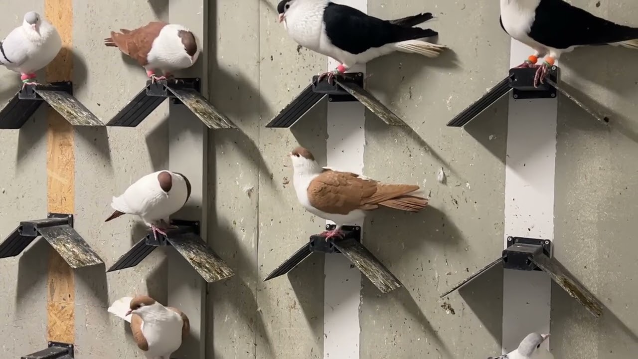Kaftar afghani/ pigeon  1