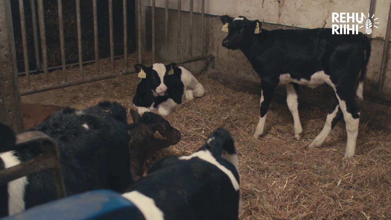 Hiehosta hyväksi lypsylehmäksi