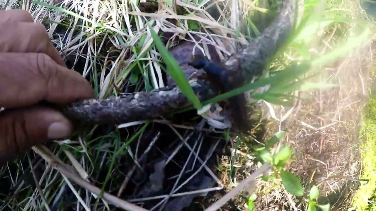 Крутая и жуткая многоножка.