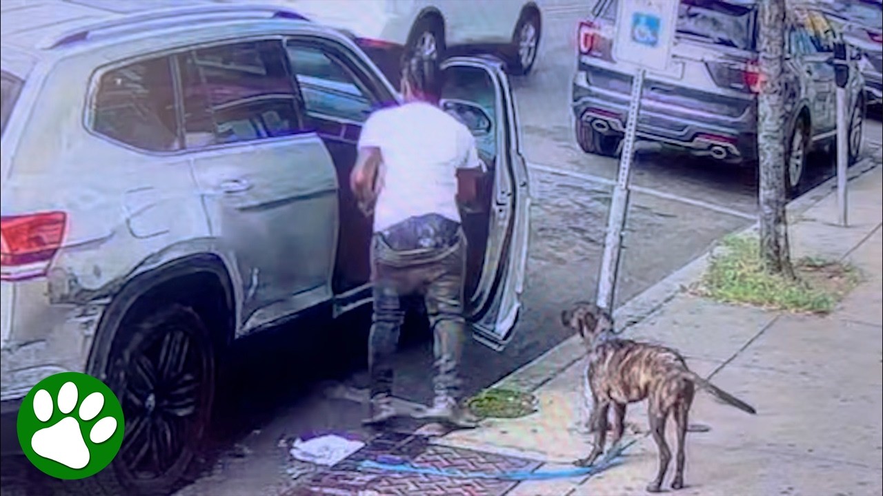 Security camera captures heartbreaking moment dog is abandoned