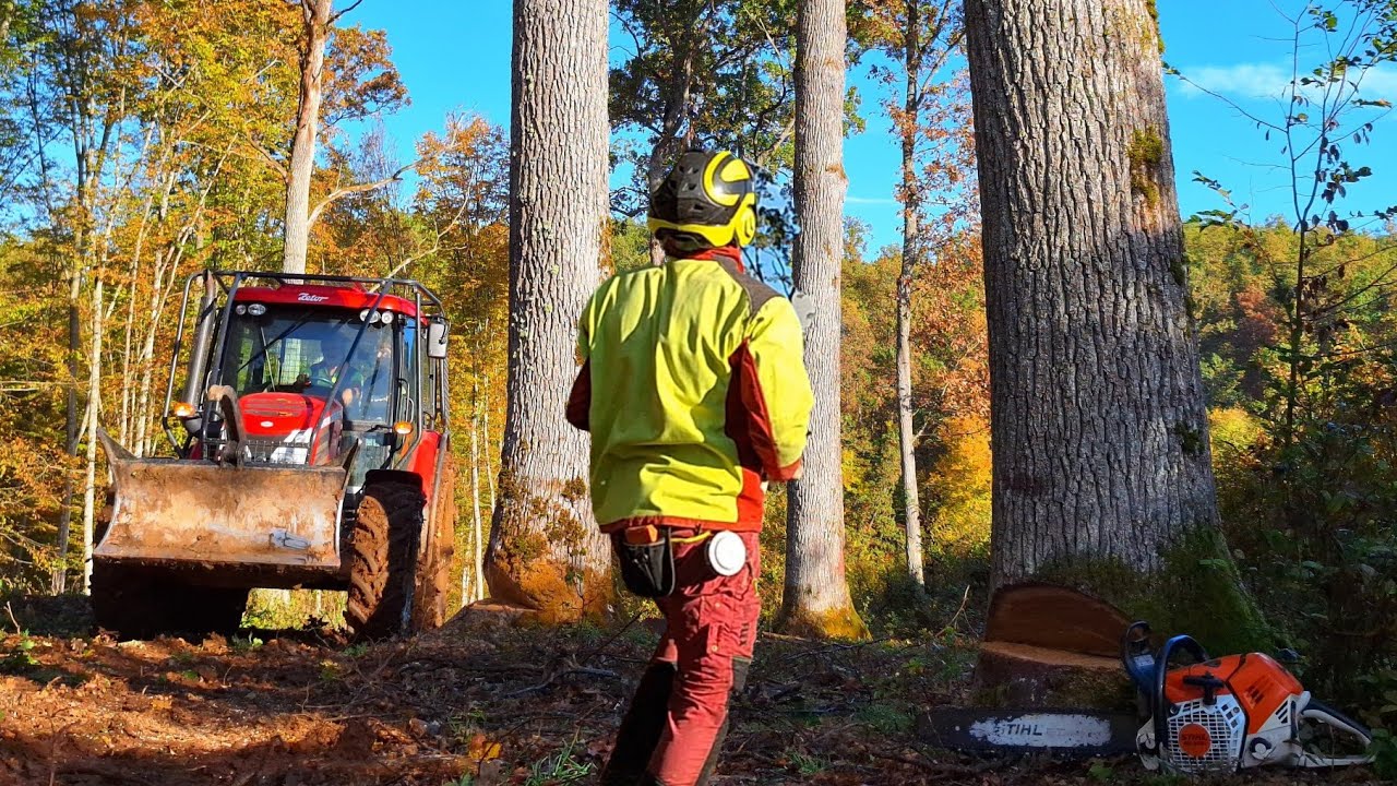 Рубка 3 куба элитных дубов в новорослях, Stihl ms 500i, Zetor, Amles, Вырубка большого дуба