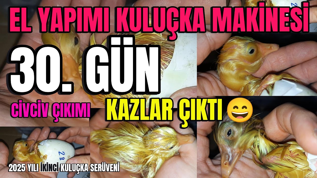 El Yapımı Kuluçka Makinesi 2025-2 | 30. Gün: Civciv Çıkımı | Kaz Civcivleri ve Hindi Civcivi Çıktı🐣