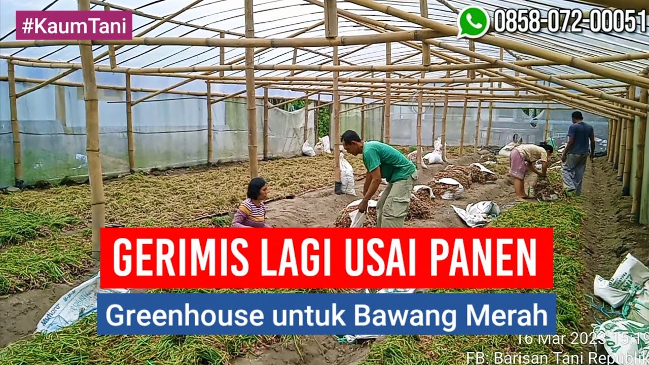 GERIMIS LAGI USAI PANEN, KERINGKAN BAWANG MERAH DALAM GREENHOUSE