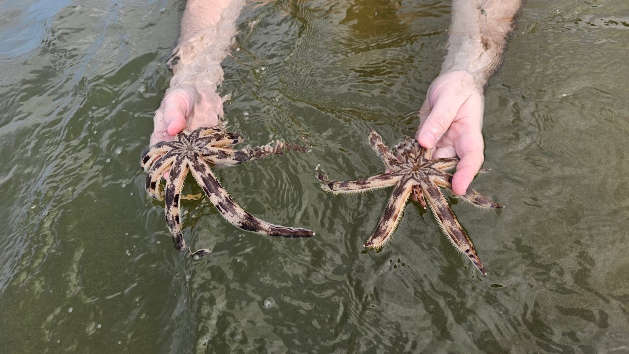 Морские звёзды на нашем пляже