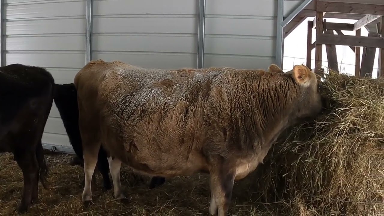 0° Blizzard Hit Our Farm — The Barn Saved the Cows