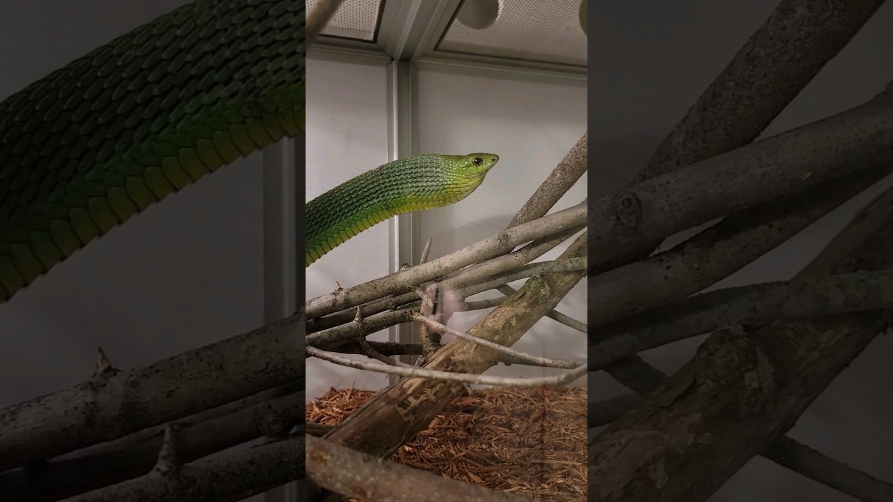 Crazy Boomslang Tries To Kill Me! #boomslang #reptiles #venomous #snakes #attack