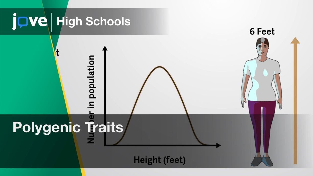 Polygenic Traits | Bio | Video Textbooks - Preview