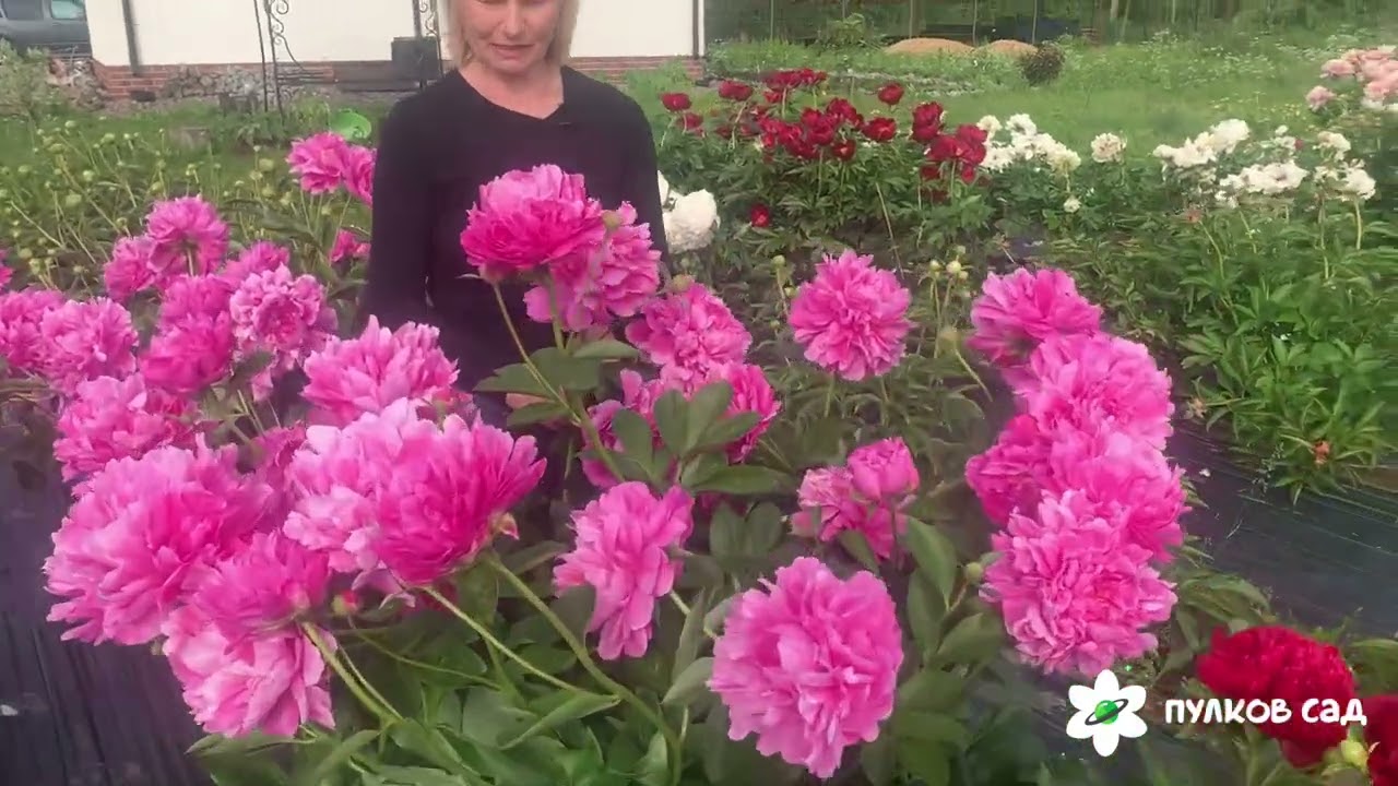 Juliska peony. Джулиска пион. Пулков сад (2024 г)