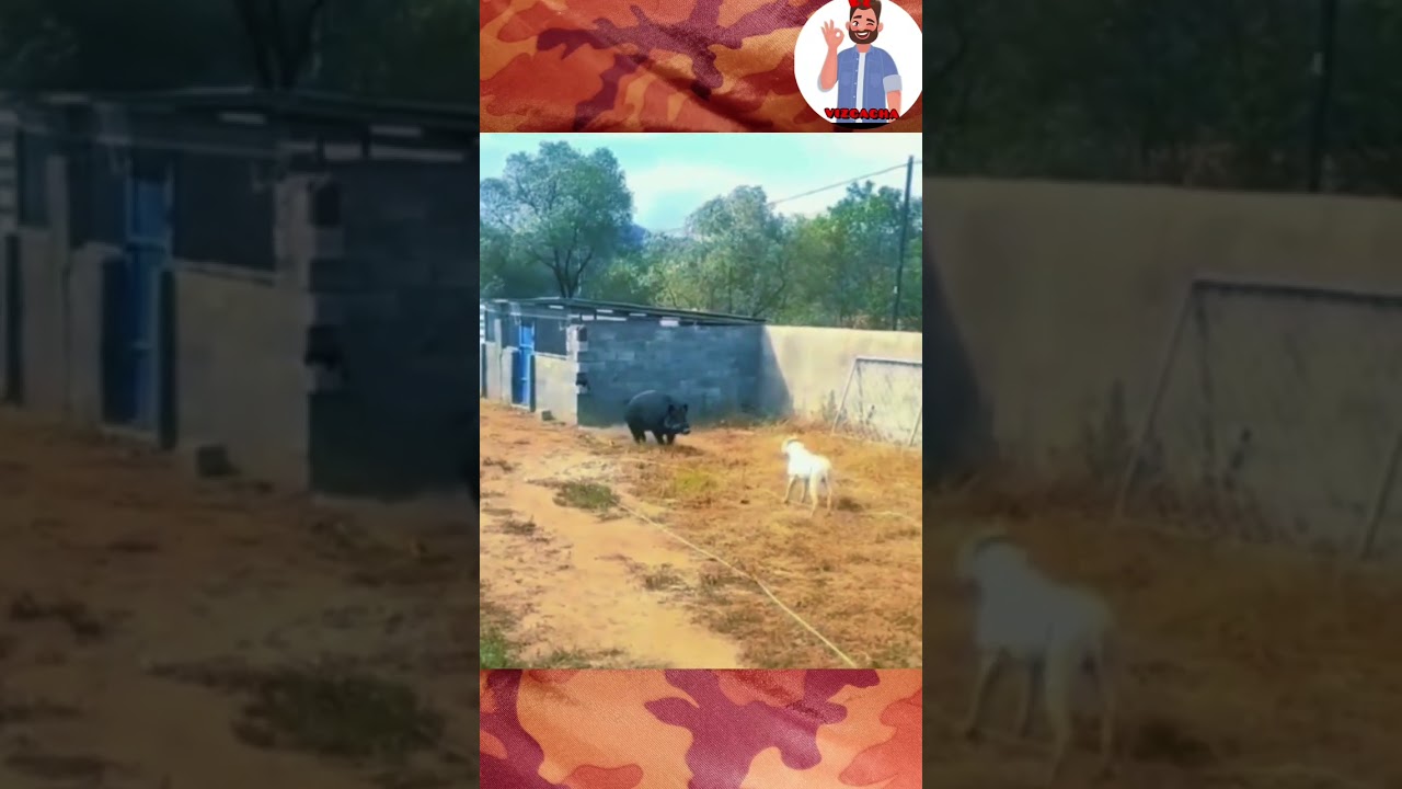 Dogo Argentino sorprendido por un jabal&iacute; #animals #dog #animales #jabali