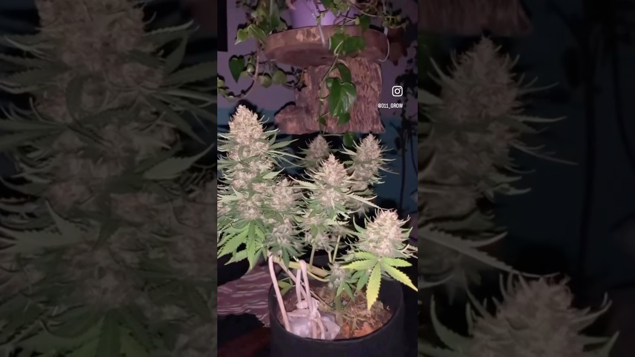 colhida com 74 dias 🧬 BlackBerry kush auto 🔥 de uns dias &Uacute;ltima colheita