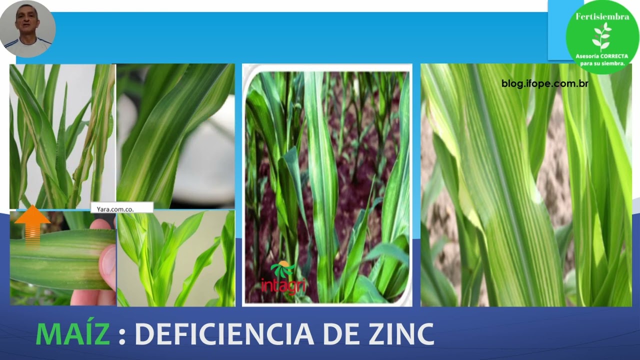 Maíz - Aprenda a identificar los síntomas por carencias de Micronutrientes