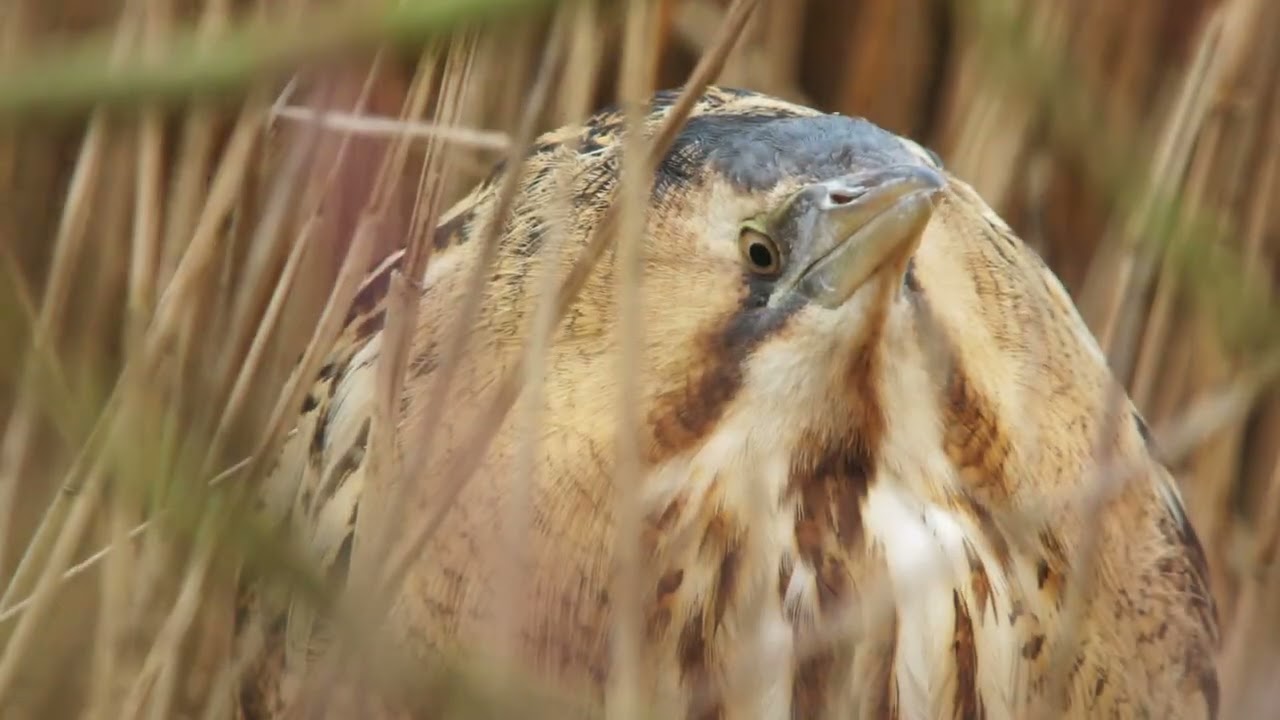 Close Encounters of a Bittern Kind