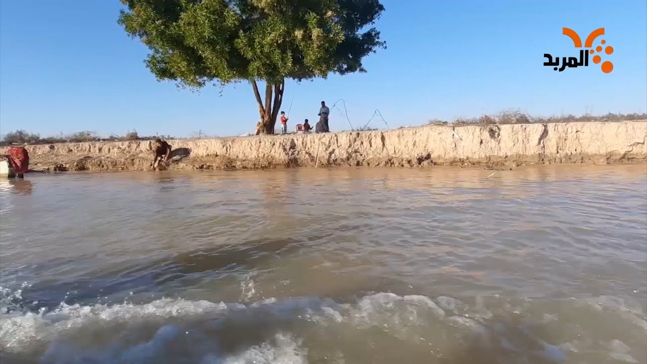 ماهي (الجباشة) ؟ تعرف عليها في أهوار ميسان #المربد