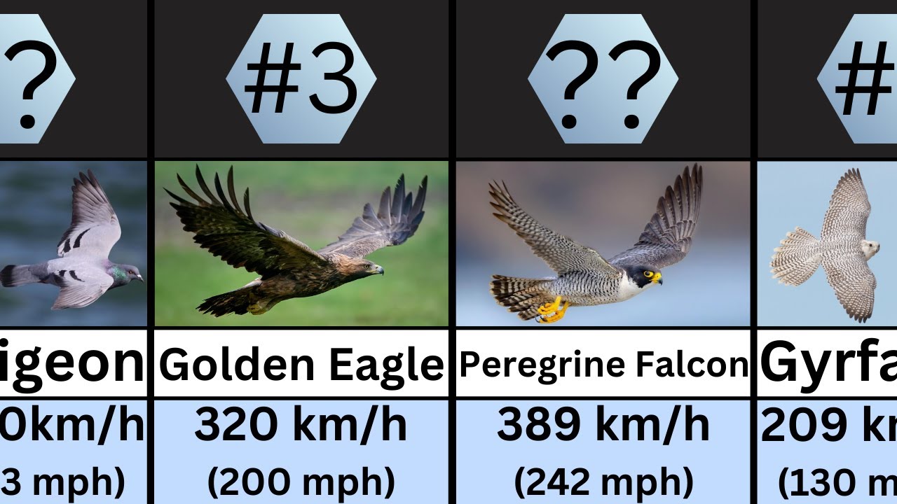 Top 50 Fastest Birds in the World of All Time