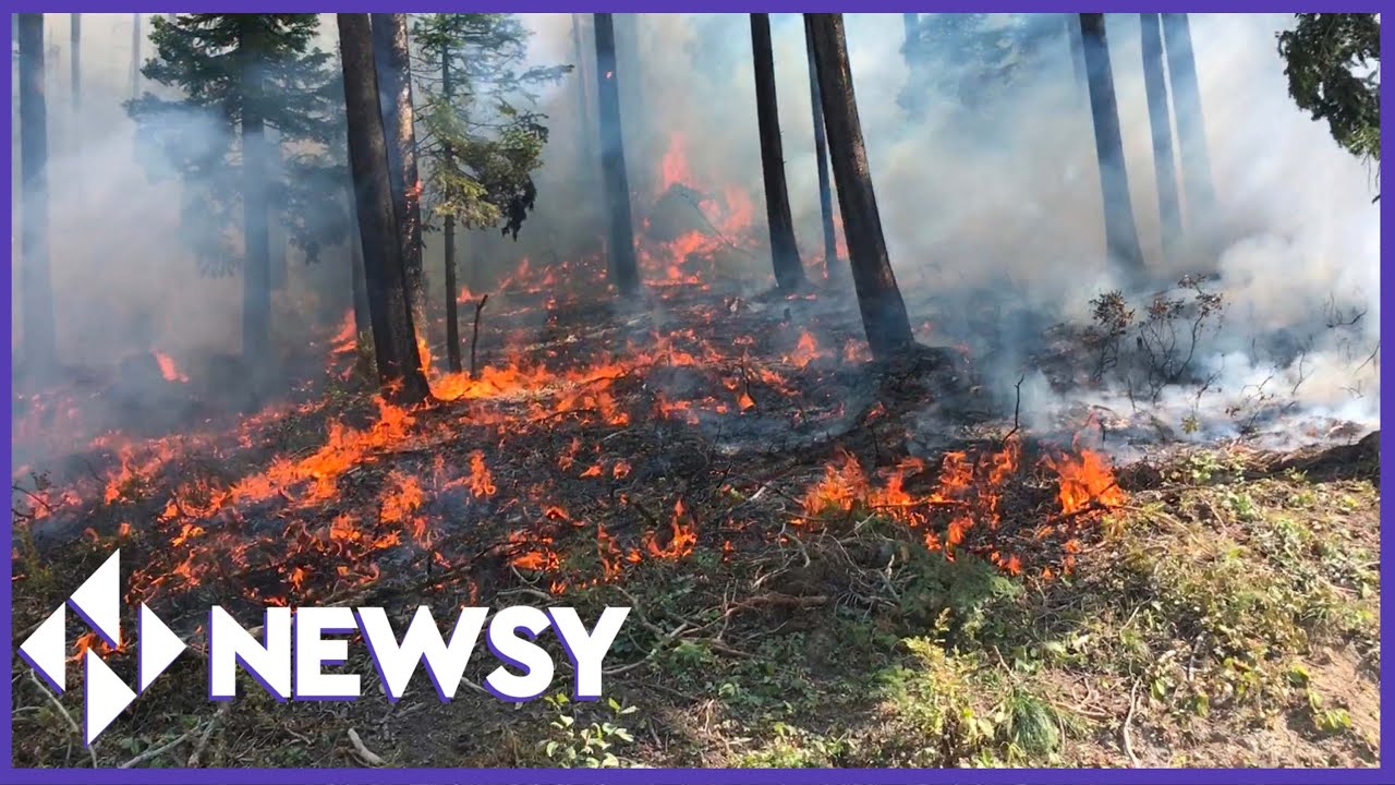 Understanding The Fire Paradox: Why We Need Fire To Prevent Fire