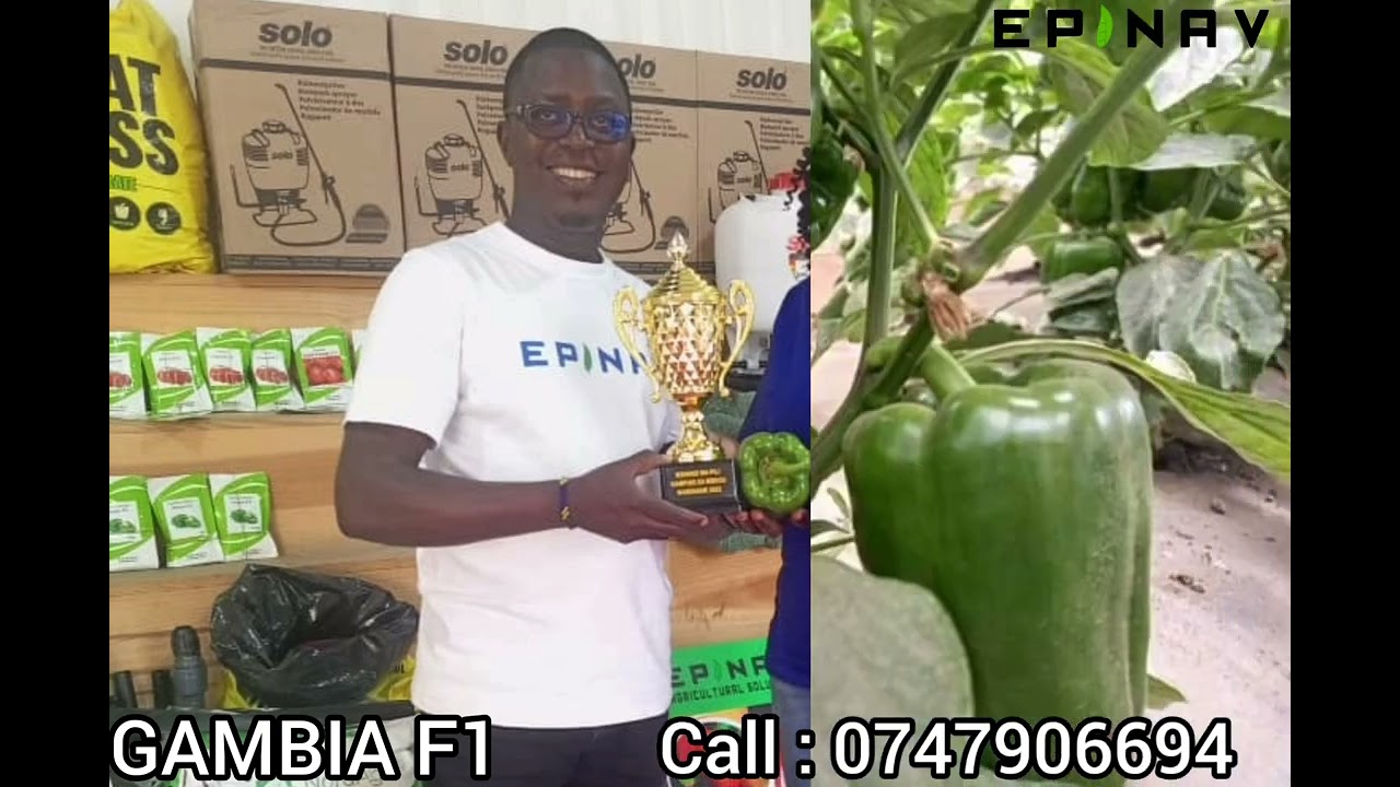 TAZAMA MAVUNO YA MBEGU YA PILIPILI HOHO GAMBIA F1 NA USTAIMILIVU WAKE SHAMBANI
