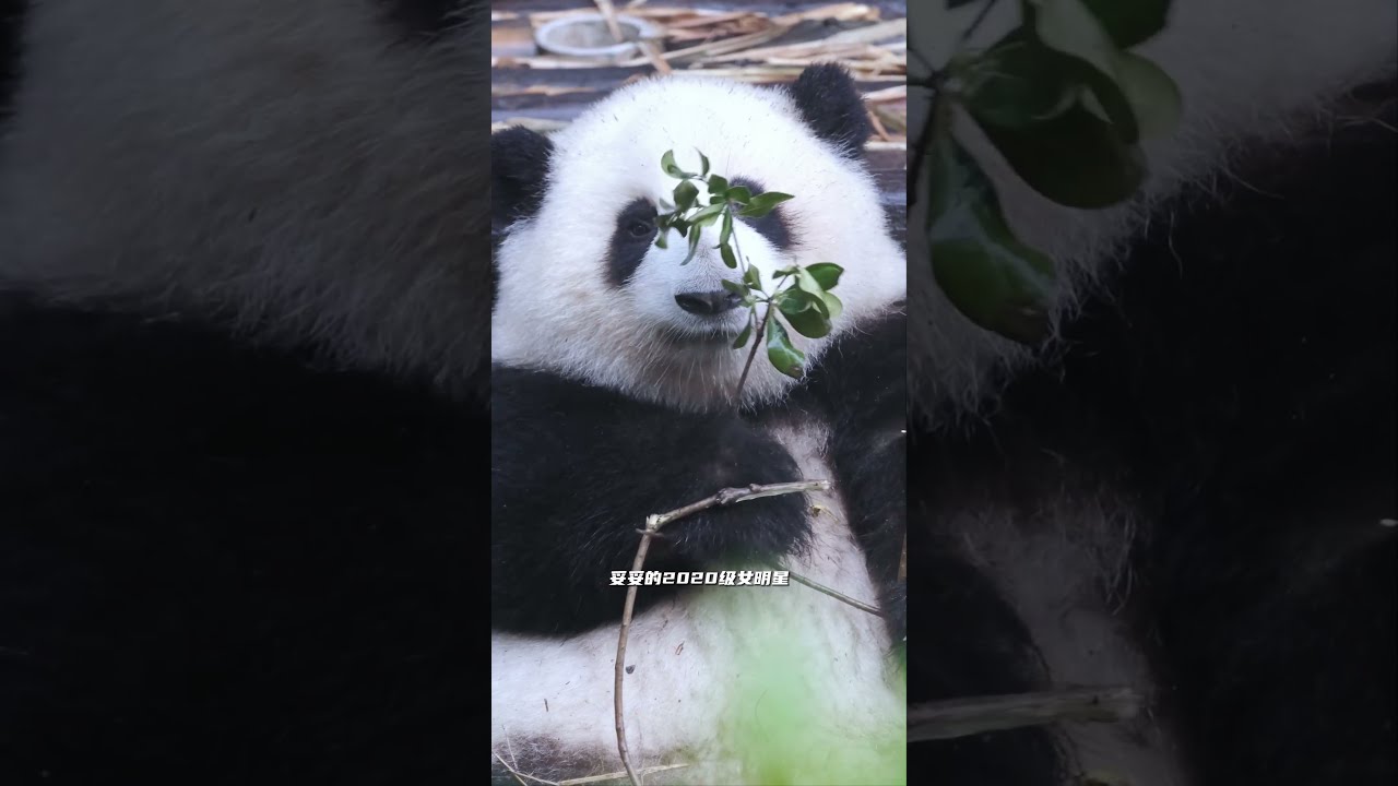 和花🌸和叶🌿2年的成长历程❤️❤️two Years growth review of HeHua & HeYe