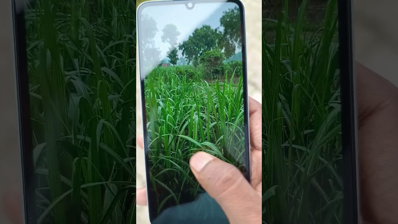 POCO C65, Camera test  good camera phone, #smartphone #trending