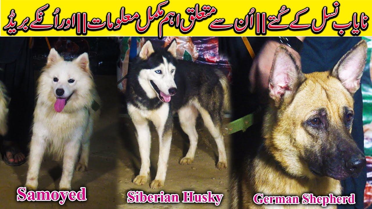 Asad Brohi Dogs Setup Aug 2021 || Samoyed | Siberian Husky | German Shepherd | Pit Bull | Gultair