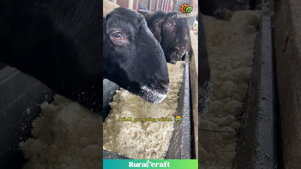 Goat Food ASMR? They're Loving It! #asmr #goateating #food