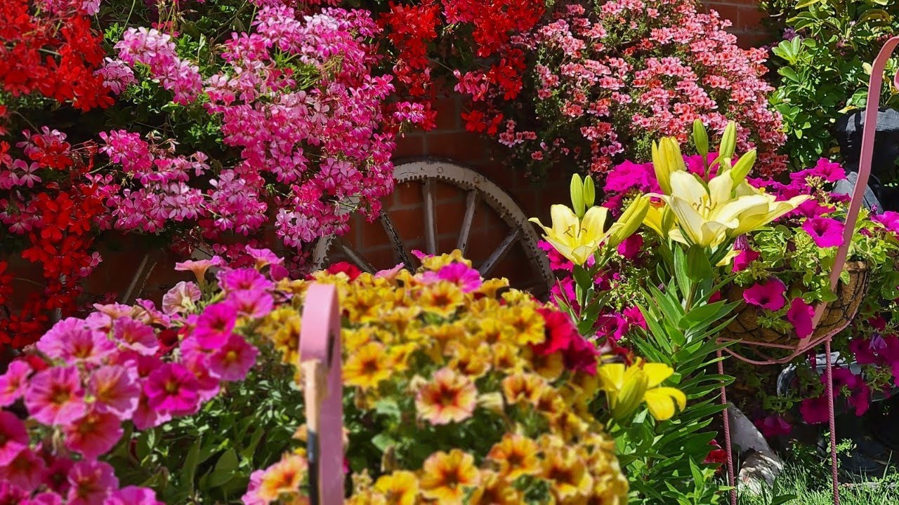 PODA DE GITANILLA para tener un patio de concurso en primavera 🌹 como el mío 🌹🎶