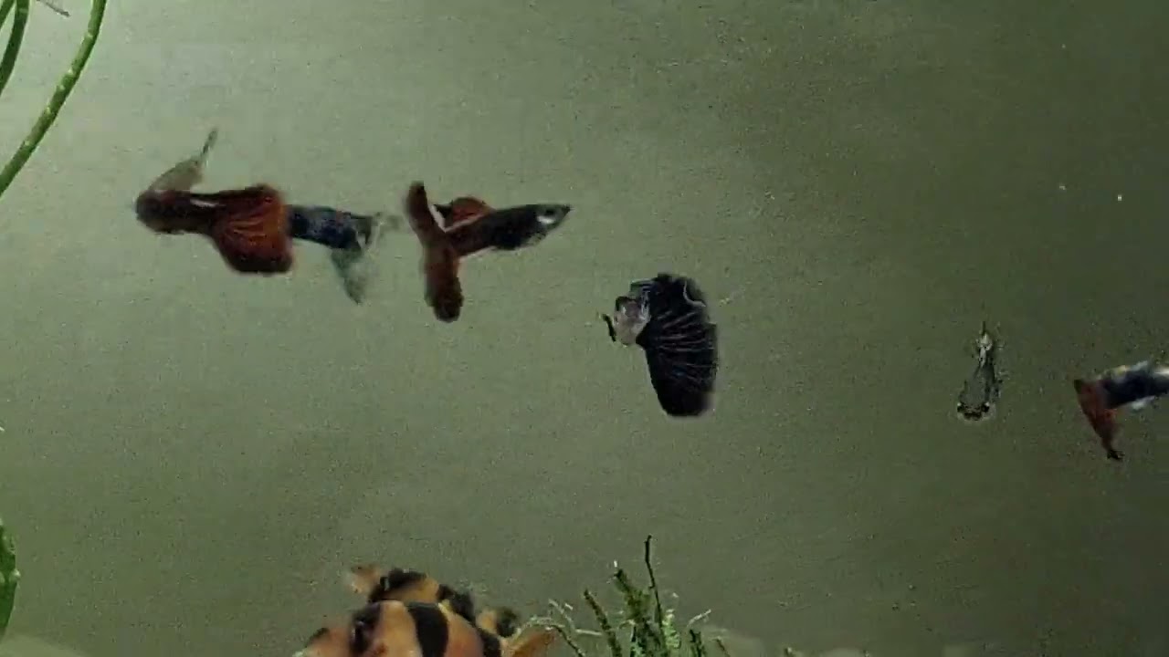 Akhirnya punya Aquascape!!