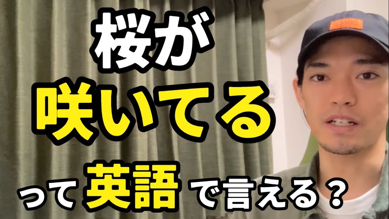 「桜が咲いている」「桜が満開だ」って英語で言える？Kumataゆる〜りラジオEpisode375