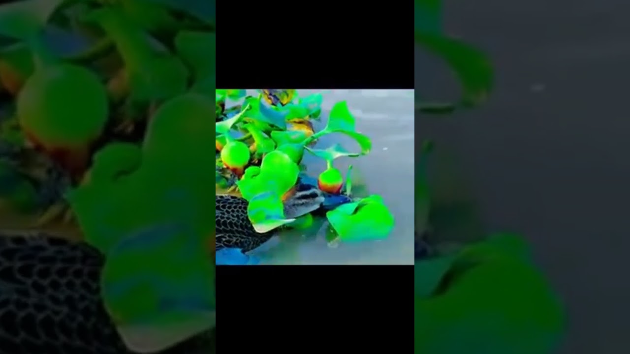 pintails hunting super shoot #shortvideo #birds #shortsfeed #pintail #duck #sound #reels #hunter
