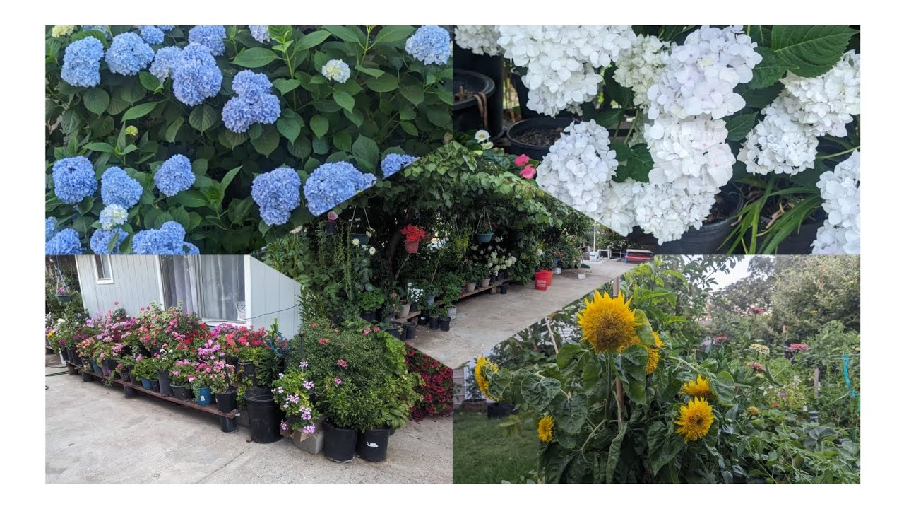 Tour por el jardín de mi mamá del mes de julio del 2023