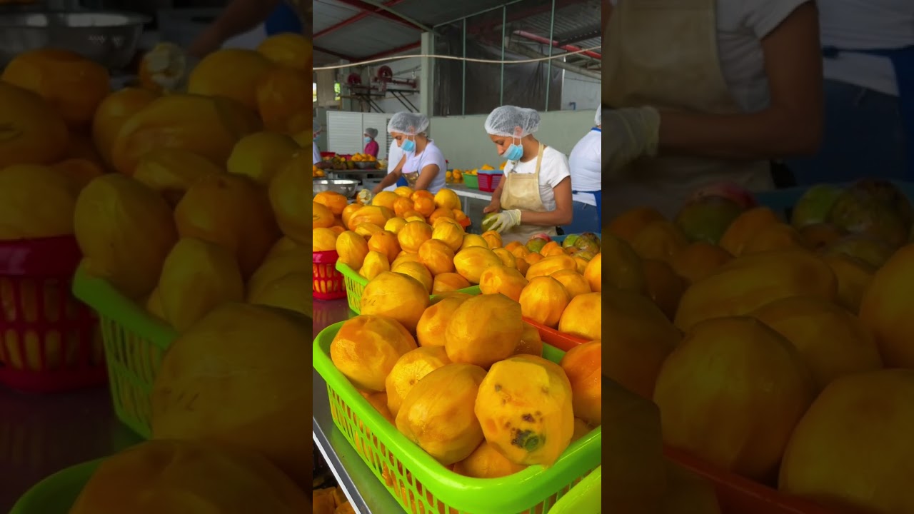 ASÍ SE HACE el rico y famoso MANGO DESHIDRATADO en Jalcocotán, Nayarit, México