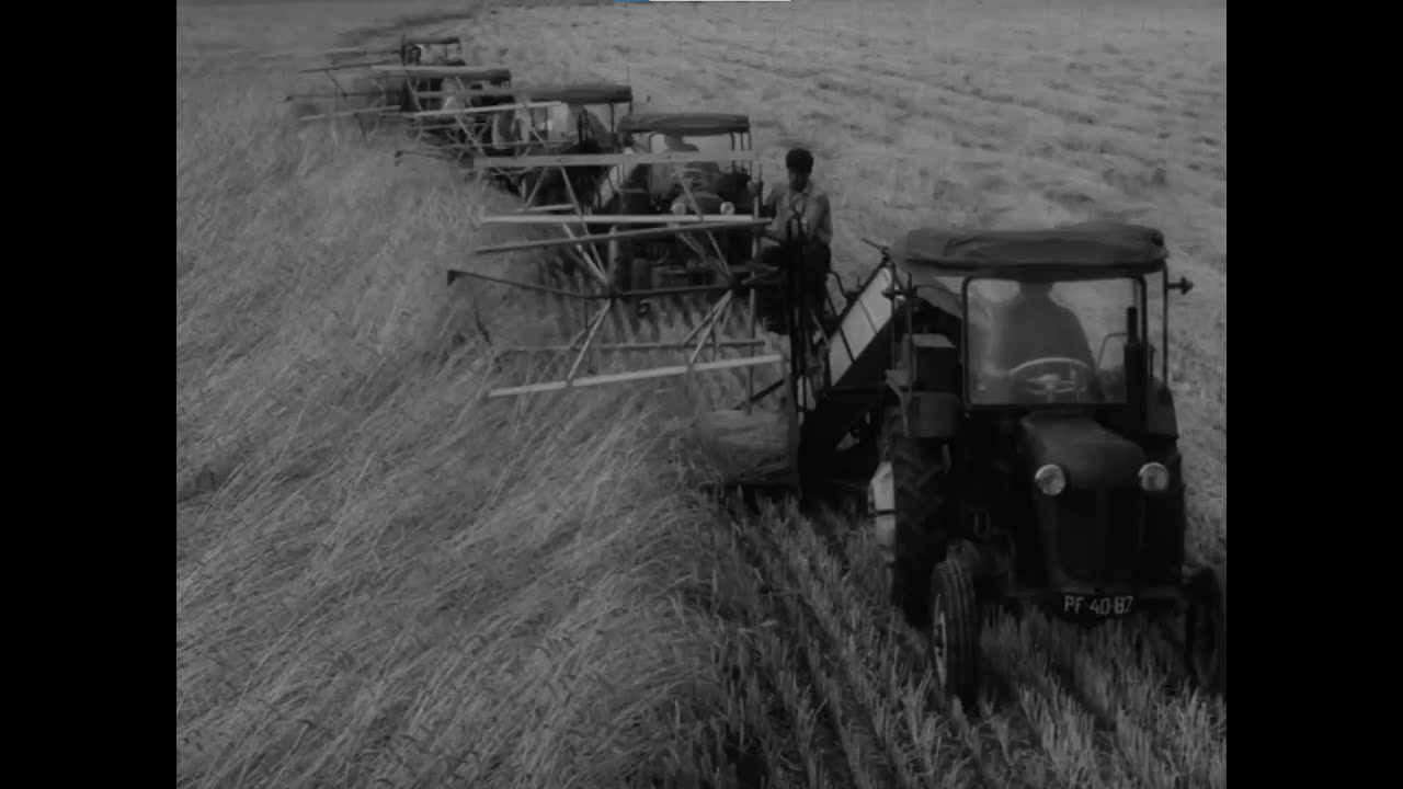Żniwa w pełni - PGR Ptaszkowo - 1963