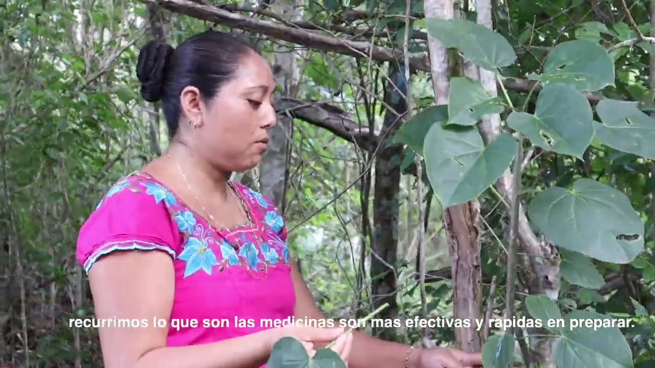 🐝Formas de vida que prevalecen en nuestro territorio. Paisaje forestal milpero.