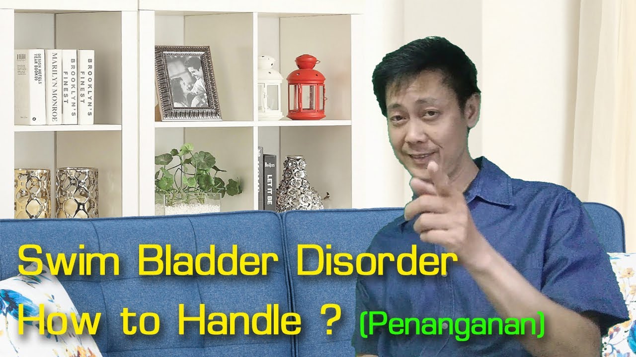 Swim Bladder  - How to Handle (Penanganan)