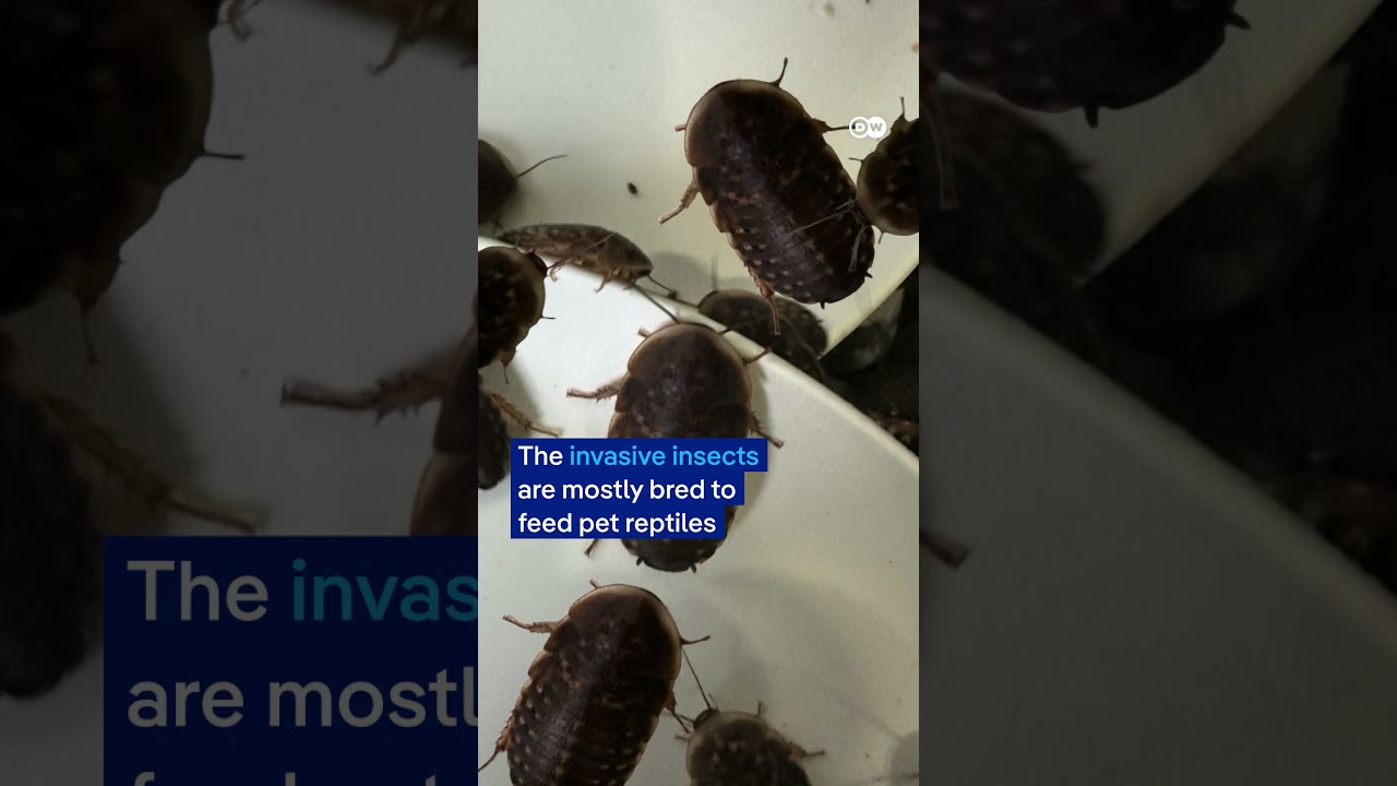 100,000 cockroaches seized in Australian bug breeding bust | DW News