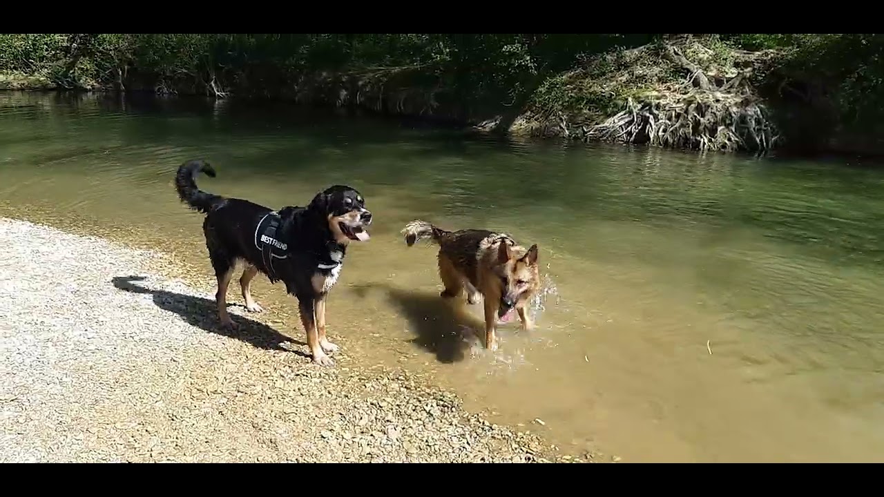 🐺🐕Maman, c'est cool la piscine ! 
