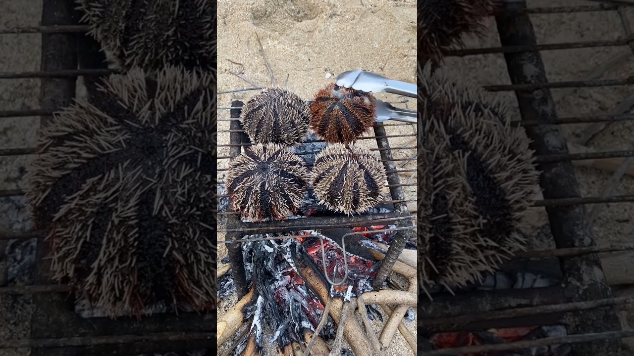 Don't Eat Sea Urchin Raw Until You Try THIS 🔥