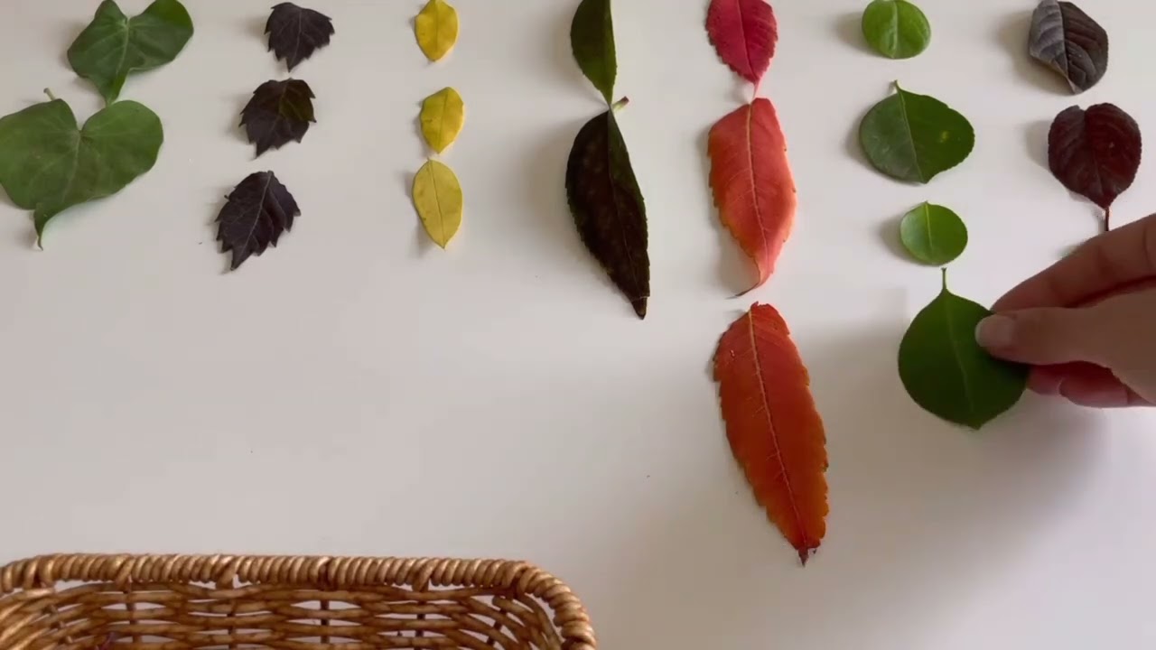 Sensorial Presentation 