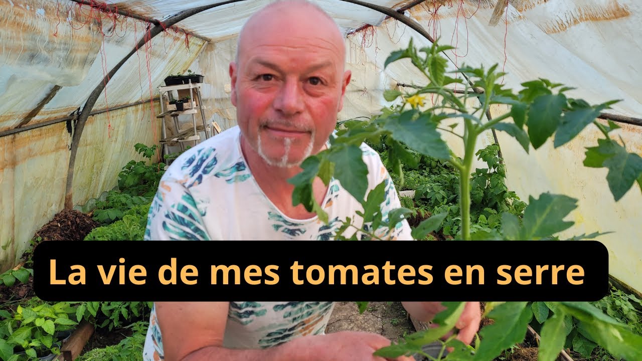 La vie de mes tomates en serre
