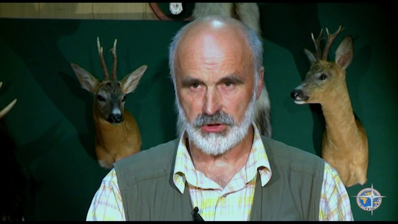 Таксидермия. Косуля.